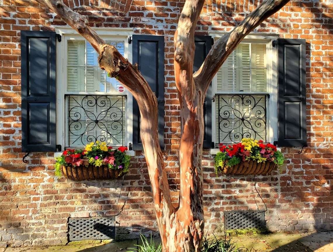A pretty Charleston autumn scene featuring a crepe myrtle tree on Tradd Street. The crepe myrtle holds the distinction of being the longest flowering plant in Charleston.