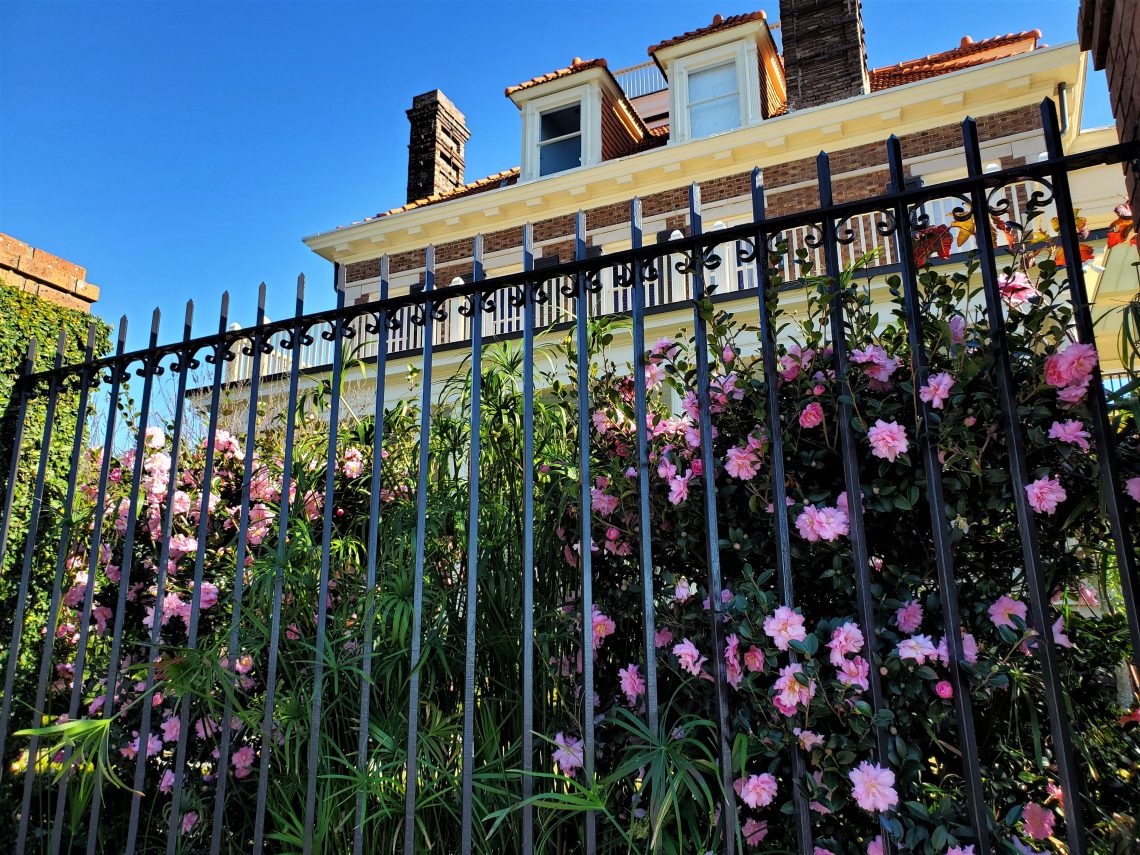 These beautiful camellias are at the C. Bissell Jenkins House on Murray Boulevard.  Jenkins was the originator of the reclamation project that led to the completion of Murray Boulevard and the Low Battery. His house was the first built there.