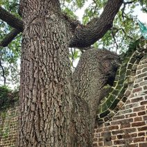 The ruins of an old Evening Post printing plant, at the corner of Elliot Street and Bedons Alley, were adjusted to accommodate this growing tree. Just another cool way Charleston shows its love for its grand trees.