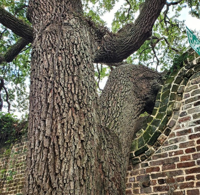 The ruins of an old Evening Post printing plant, at the corner of Elliot Street and Bedons Alley, were adjusted to accommodate this growing tree. Just another cool way Charleston shows its love for its grand trees.