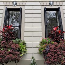 These wonderful window boxes are on the Patrick O'Donnell House (aka O'Donnell's Folly) on King Street. The largest Italianate house in Charleston, it will always be linked to President Barack that he directly referred to the house’s amazing piazzas in his first presidential election night acceptance speech