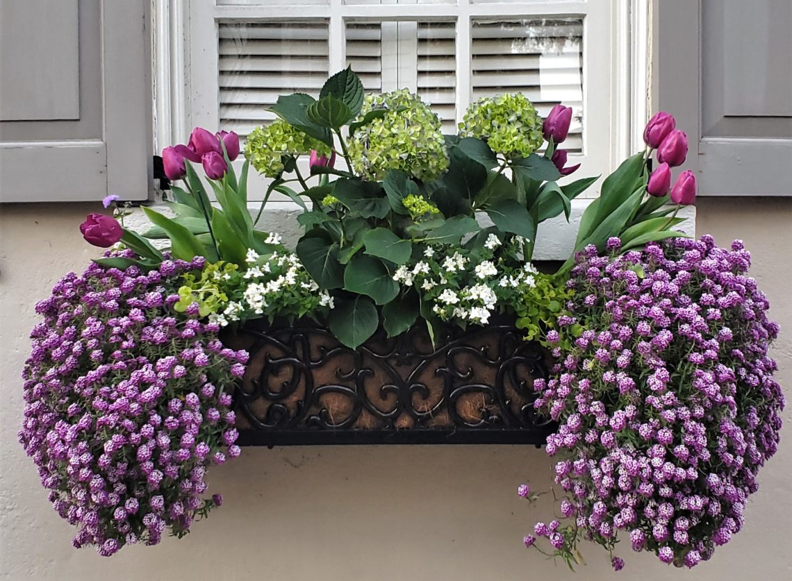 This beautiful spring flower box can be found on Tradd Street.