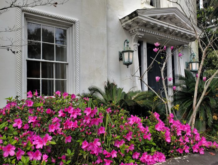 This relatively unassuming door on Rutledge Avenue is the entrance to a house (c. 1850)  that boasts some of the grandest Tower of Wind (a.k.a. Corinthian) columns in Charleston. 