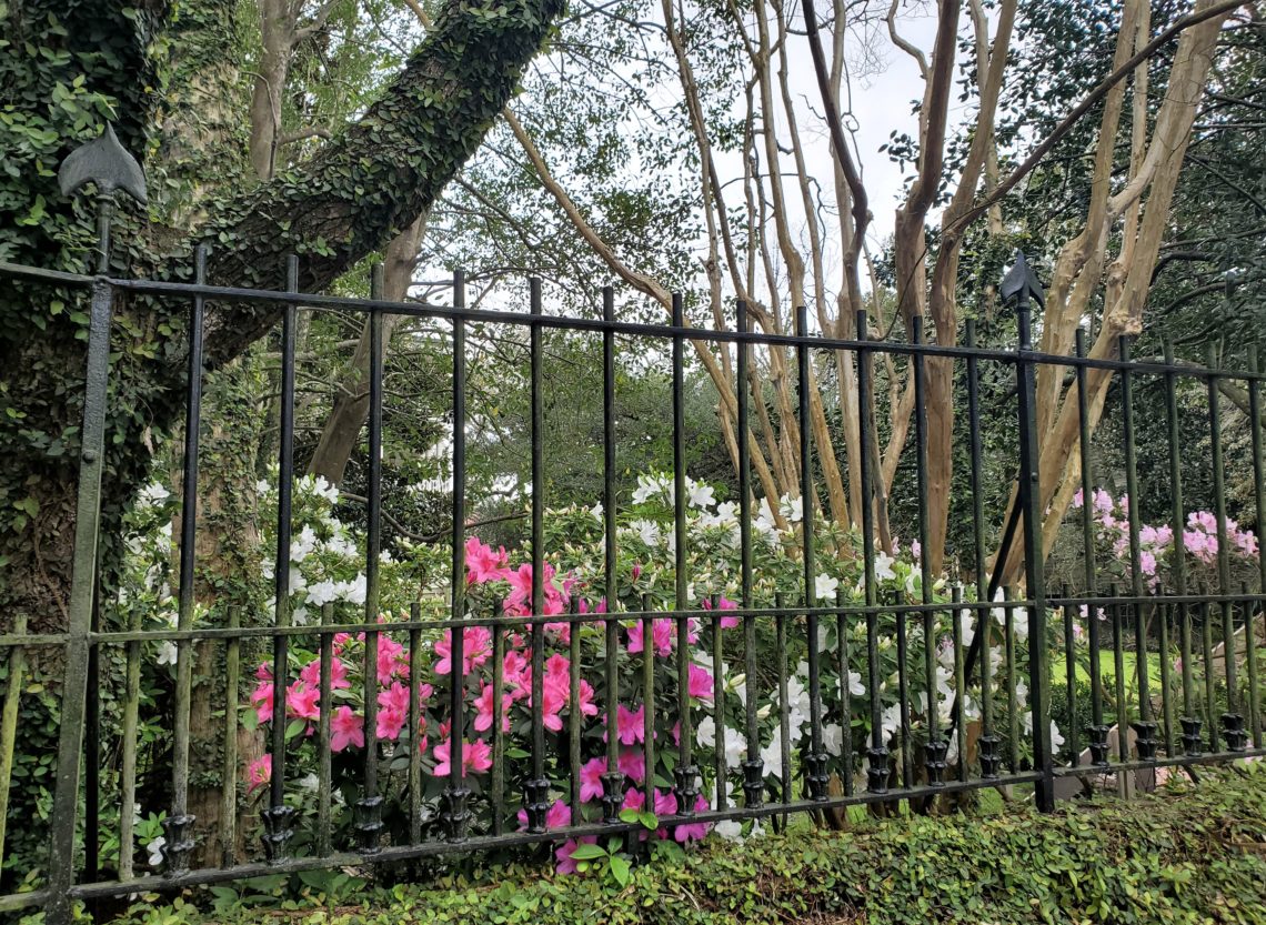 These blooming azaleas are behind the fence at the Bowles-Legare House (c.1797) on Tradd Street. The fence, with its arrowhead pickets and crossed arrow gate, is an eye-catching handsome one.
