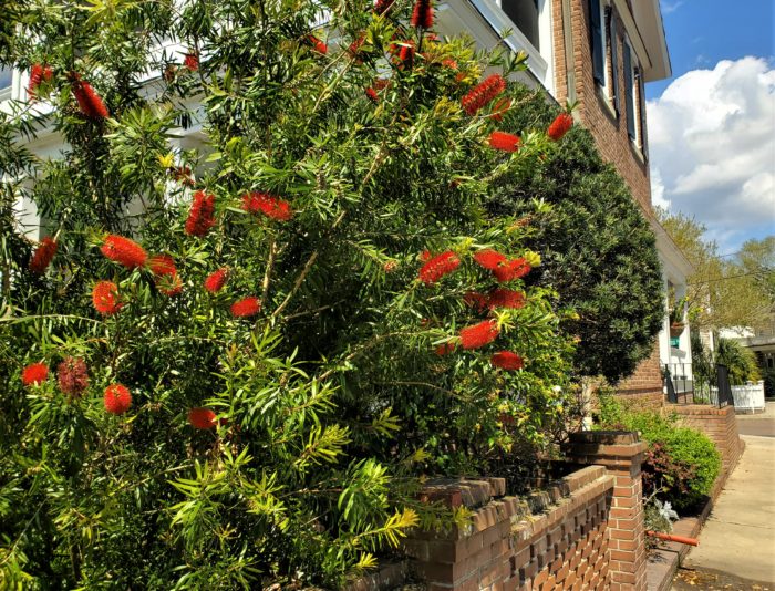 The bottlebrush plant is one of the most eye-catching, and aptly named, plants in Charleston.