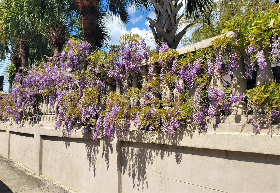 This beautiful wisteria is on the wall of 2 Water Street -- a house  built before 1818 by a merchant who sailed during the Revolutionary War with John Paul Jones on the famous Bon Homme Richard. Interestingly, the ship is named in honor of Benjamin Franklin. Richard was a  pseudonym used by Franklin  (think Poor Richard's Almanac).
