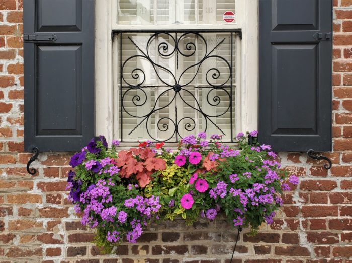 Some beautiful flowers to help celebrate Easter. Charleston has a strong link to Easter as it is believed that Charleston was founded on April 6, 1670, which was Easter Day (350 years ago!). (Thanks to all the smart people at Bulldog Tours for that juicy historical nugget!)