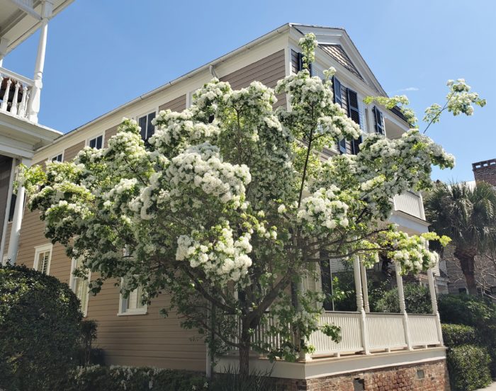 Spring in Charleston is gorgeous. This pretty scene was on lower King Street. One of the oldest streets in Charleston, it was named after King Charles II of England.