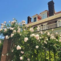 These roses nicely accent the C. Bissell Jenkins House, located at the corner of Murray Boulevard and Limehouse Street. The house was the first built along Murray (the Low Battery) in 1913.