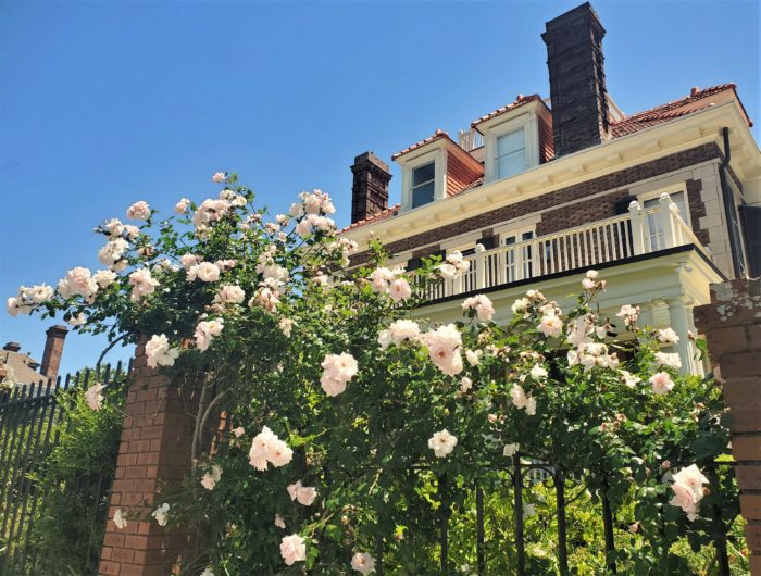 These roses nicely accent the C. Bissell Jenkins House, located at the corner of Murray Boulevard and Limehouse Street. The house was the first built along Murray (the Low Battery) in 1913.