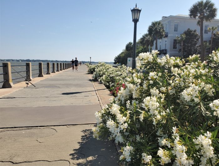 Oleander is in full bloom all over Charleston. Just beautiful, but be careful around it... as they are also toxic.