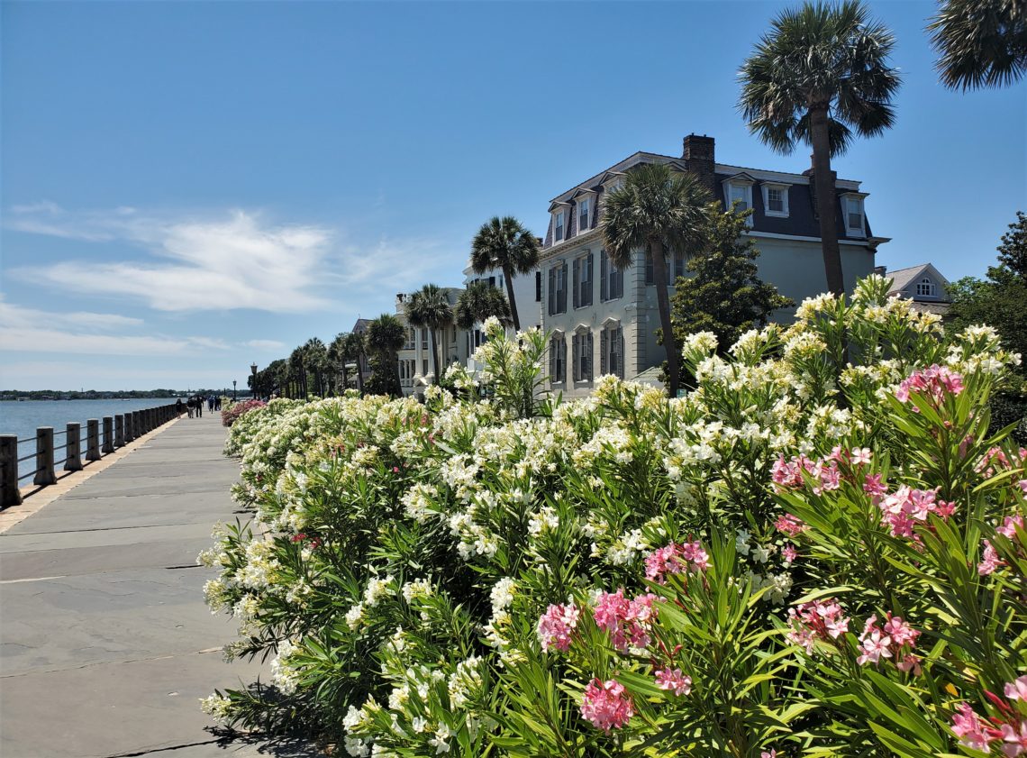 The the oleander along the High Battery is looking beautiful this year. As pretty as it is, it is also poisonous. Legend has it that during the Civil War it was used to brew poisonous tea which was then served to Union soldiers — and drinking it could be fatal. 